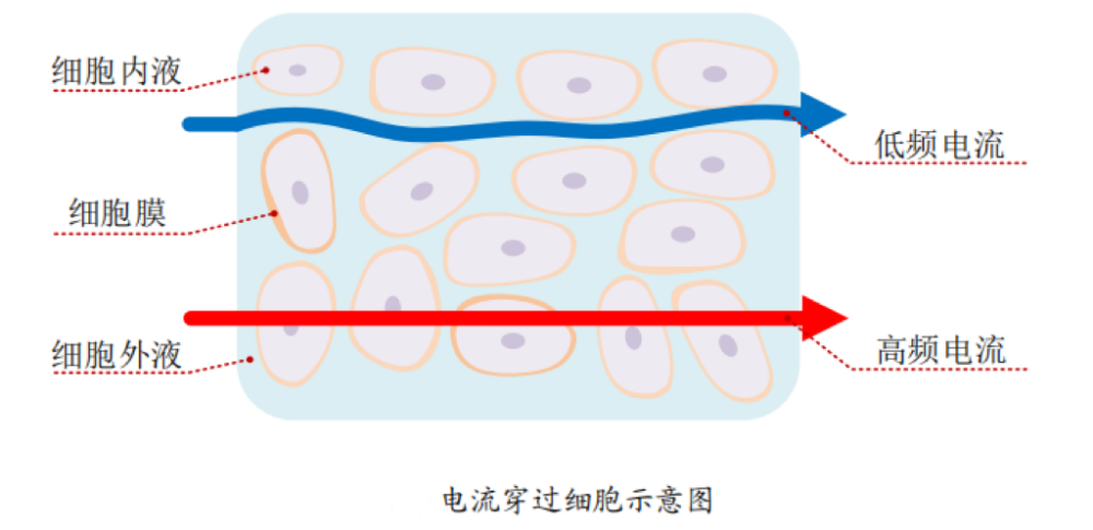 体脂的？数据准确吗？一起来了解CQ9电子