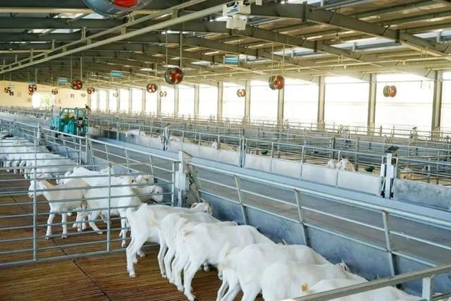 繁……未来崇明羊场能实现羊只“私人定制”CQ9传奇电子区块链、生物识别、人工扩(图2)