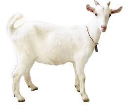 繁……未来崇明羊场能实现羊只“私人定制”CQ9传奇电子区块链、生物识别、人工扩